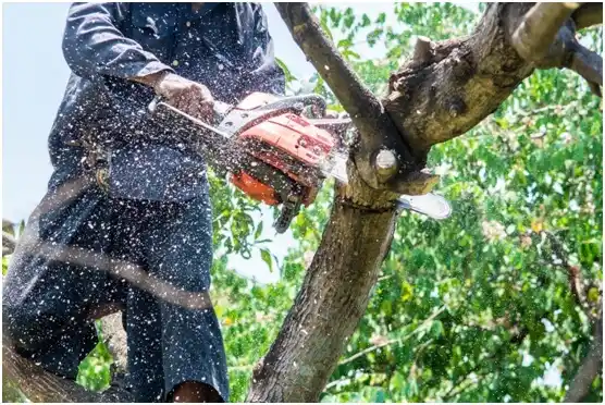 tree services South Toledo Bend